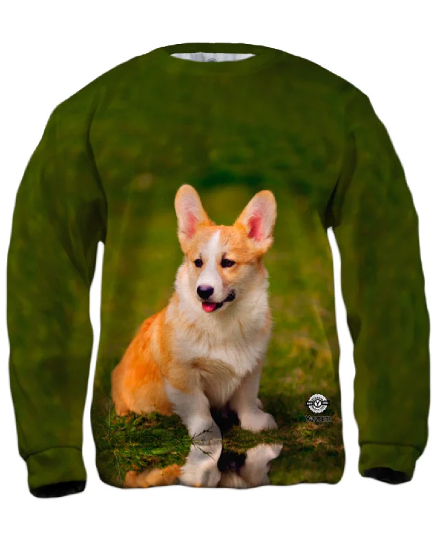 Quick Sale Pembroke Welsh Corgi Puppy