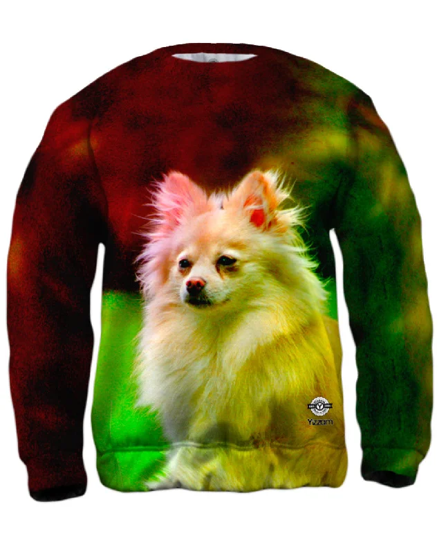 Act Now Pomeranian Puppy